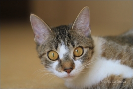<p>Mia</p>